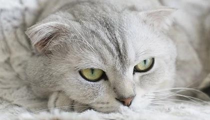 爱游戏电脑版官网-经典战术暴露：分析欧冠淘汰赛的关键元素，欧冠淘汰赛赛制规则